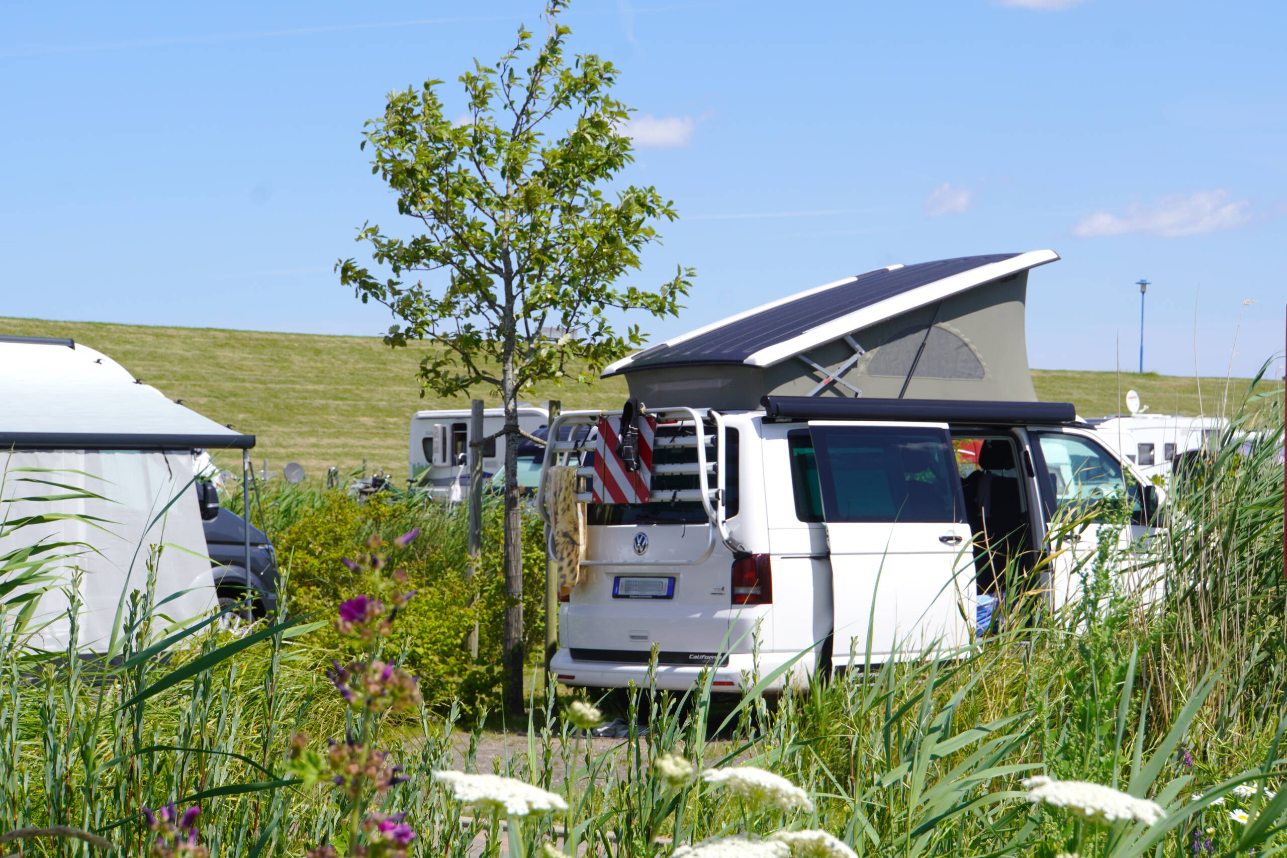 Ein weißer VW-Campingbus mit geöffnetem Aufstelldach steht auf einem begrünten Stellplatz des Campingplatzes in Neuharlingersiel der vom Hamburger Büro für Landschaftsarchitektur MERA geplant und umgesetzt wurde. Die Schiebetür und die Heckklappe sind geöffnet, am Heck ist ein Fahrradträger mit Warntafel befestigt. Im Vordergrund wachsen hohe Gräser und blühende Wildpflanzen, darunter weiße Doldenblüten und violette Blütenstände. Links und rechts ragen weitere Camper und Wohnmobile ins Bild, im Hintergrund verläuft ein grasbewachsener Deich unter strahlend blauem Himmel.
