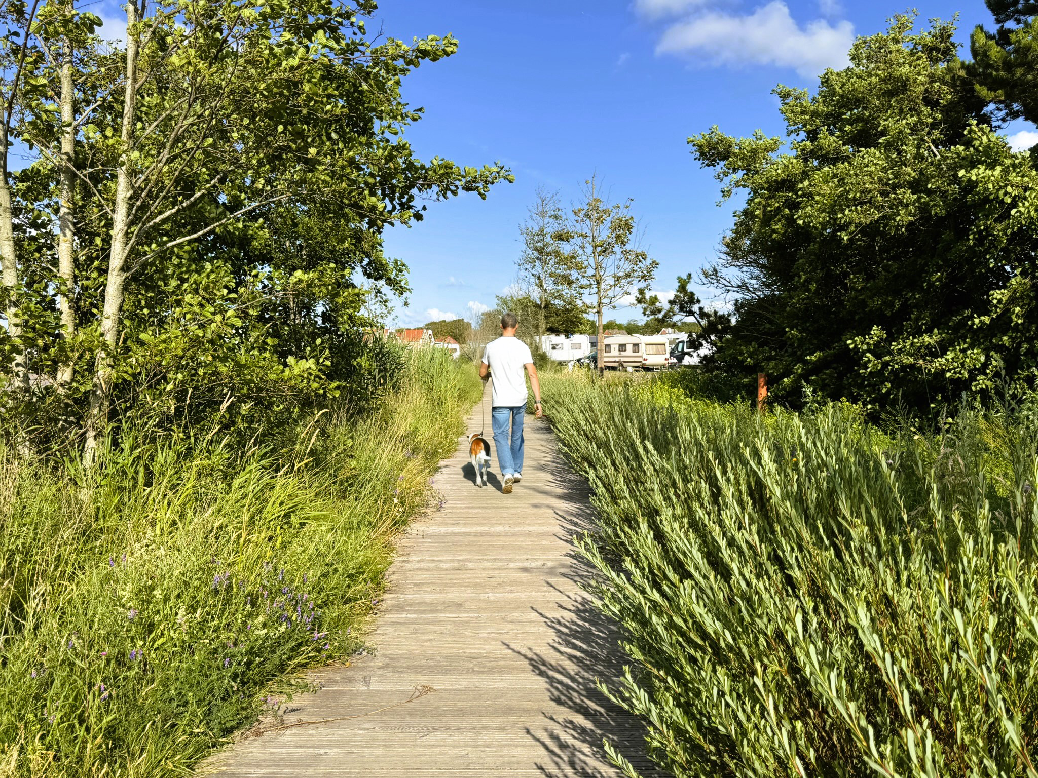 Junger Mann mit Hund ist in hellem T-Shirt und Jeans gekleidet bei sonnigem Wetter auf Holzbohlenweg der links und rechts von üppigem Schilf und Bäumen gesäumt ist vom Betrachter sich entfernend unterwegs