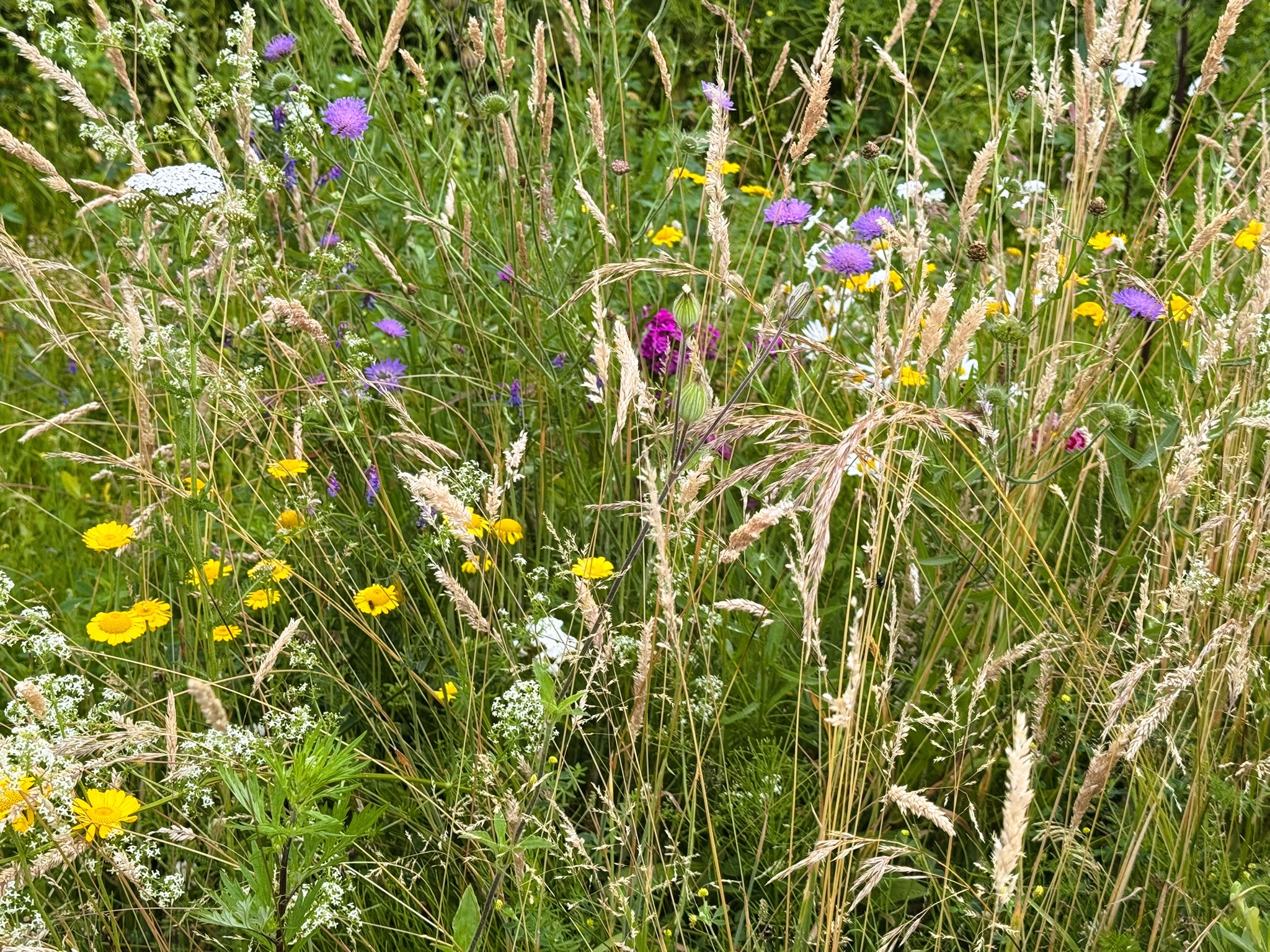 Das Foto zeigt eine farbenfrohe Sommerwiese mit einer Vielzahl an Wildblumen und Gräsern. Zwischen den goldbraunen Halmen leuchten kleine, gelbe Blüten, weiße Blütendolden und violette Kornblumen. Dazwischen sind auch einzelne rosa und pinkfarbene Blüten zu sehen. Die Pflanzen wachsen dicht beieinander, was ein lebendiges und natürliches Bild einer artenreichen Wiese vermittelt. Der Hintergrund ist vollständig von diesem dichten Blüten- und Gräsermeer ausgefüllt.