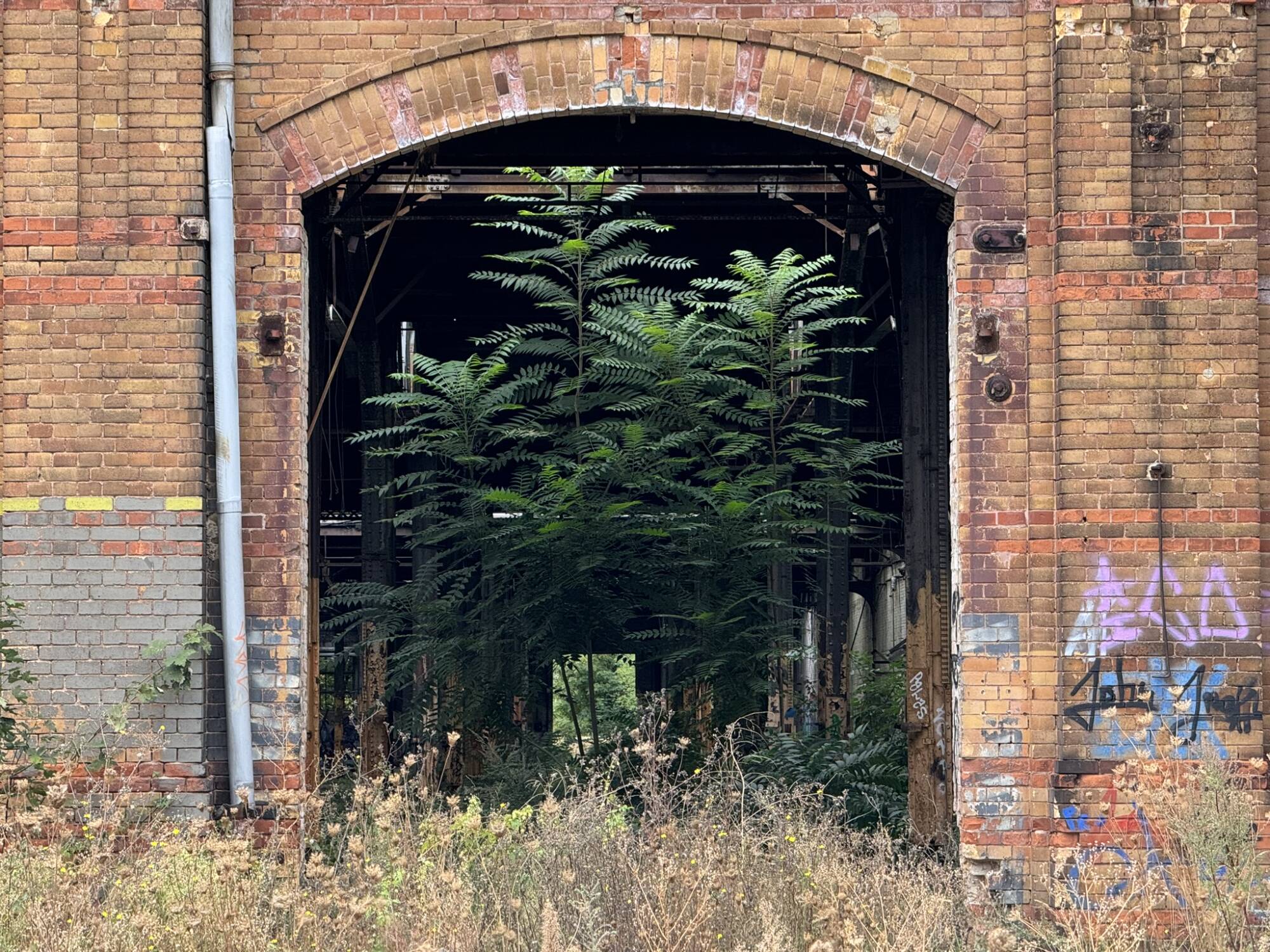 Bestandsgebäude auf dem RAW Magdeburg Gelände. Die Natur hat bereits den Innenbereich mit üppigem Grün zurückerobert. Gut zu sehen, der alte Rotklinker, der ggf. recyclt werden wird.